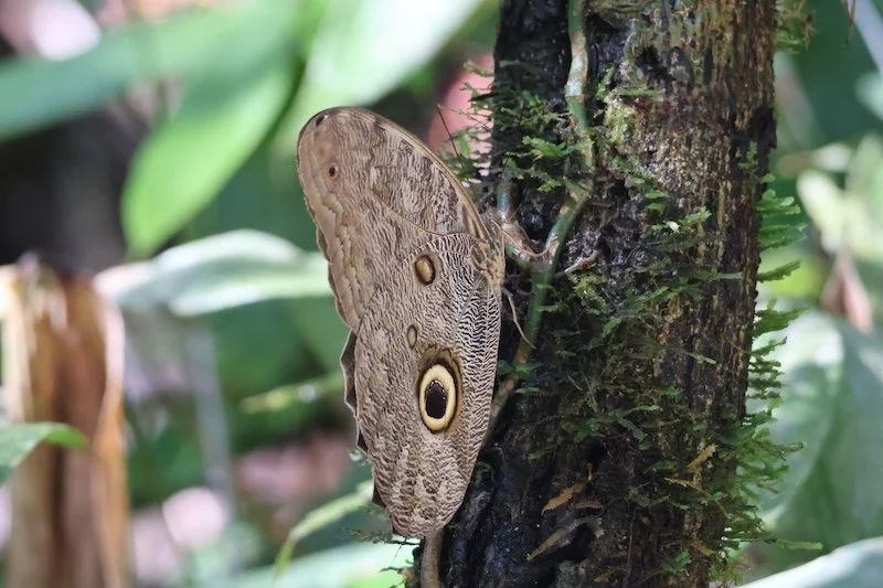 Stevens x 2 - Tambopata Research Center - Owl Butterfly.JPG