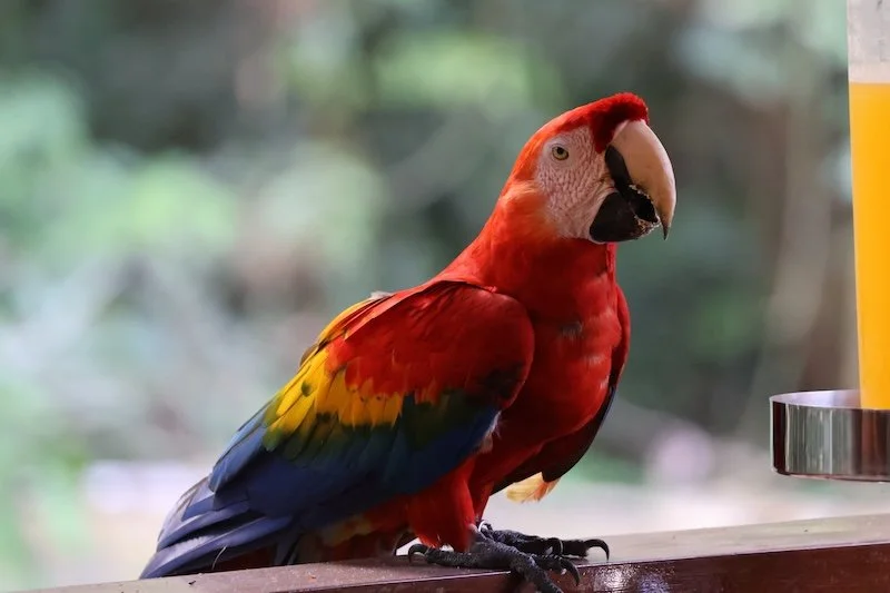 Stevens x 2 - Tambopata Research Center - Scarlet Macaw.JPG
