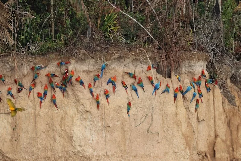 Stevens x 2 - Tambopata Research Center - Scarlet, Blue & Yellow and Green-Winged Macaws at Colorado Clay Lick.JPG