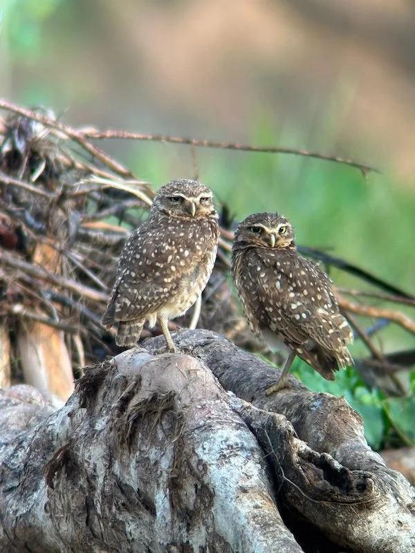 Stevens x 2 - Tambopata Research Center - Striped Owls.jpg