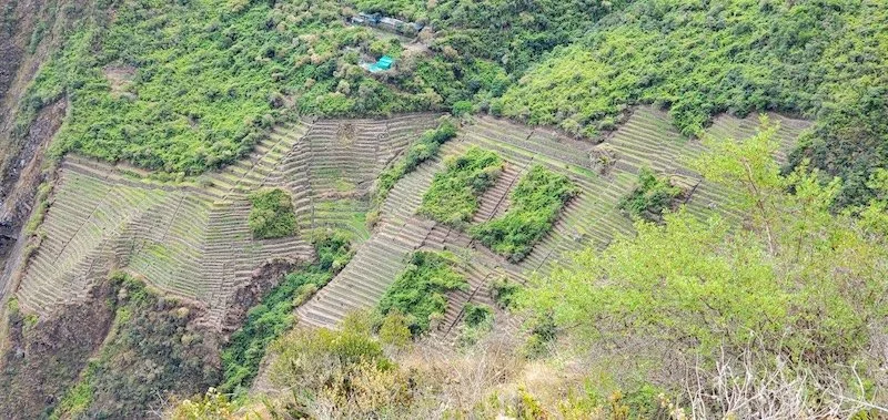 Choquequirao Trek