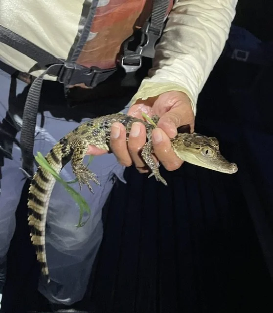 Muusze x 2 - La Perla Amazon River Cruise - Baby Caiman.jpeg