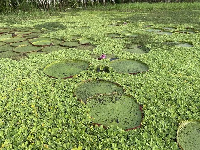 Muusze x 2 - La Perla Amazon River Cruise - Victoria Amazonica Water Lillies.jpeg