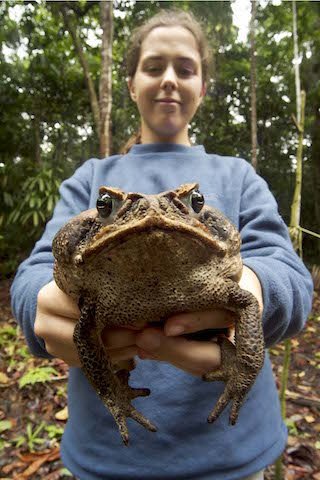 Rio Amazonas Research Station - Biological Conservation - Terrestrial Amphibian Counting