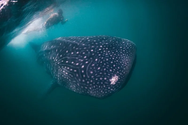 Whale Sharks - Punta Sal, Piura - Distinctive Scar