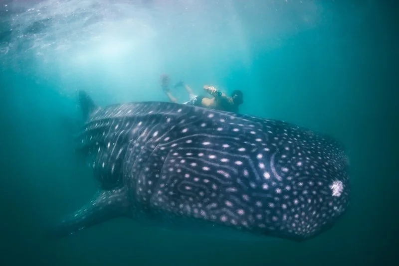 Whale Sharks - Punta Sal, Piura - Snorkeller