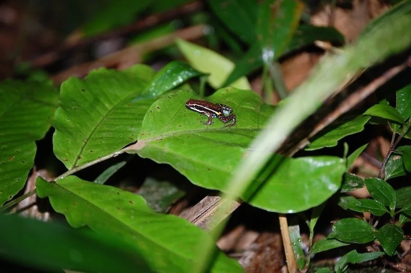 Tree Frog at Pumarinri Amazon Lodge