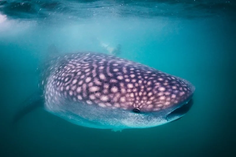 Whale Sharks - Punta Sal, Piura - Unique Spots