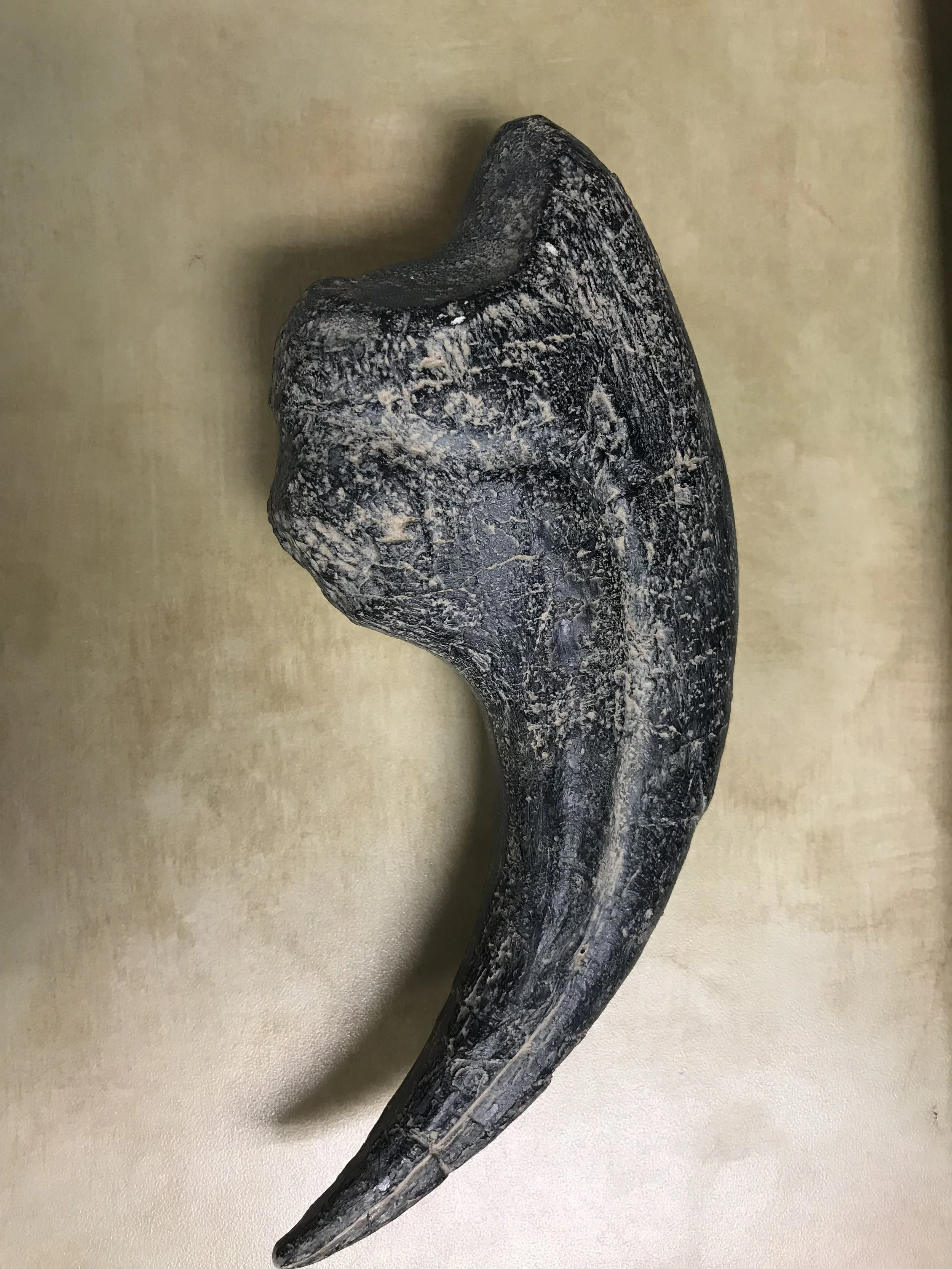 The original fossil Shane Rouleau turned into a 3D printed and testable object. 