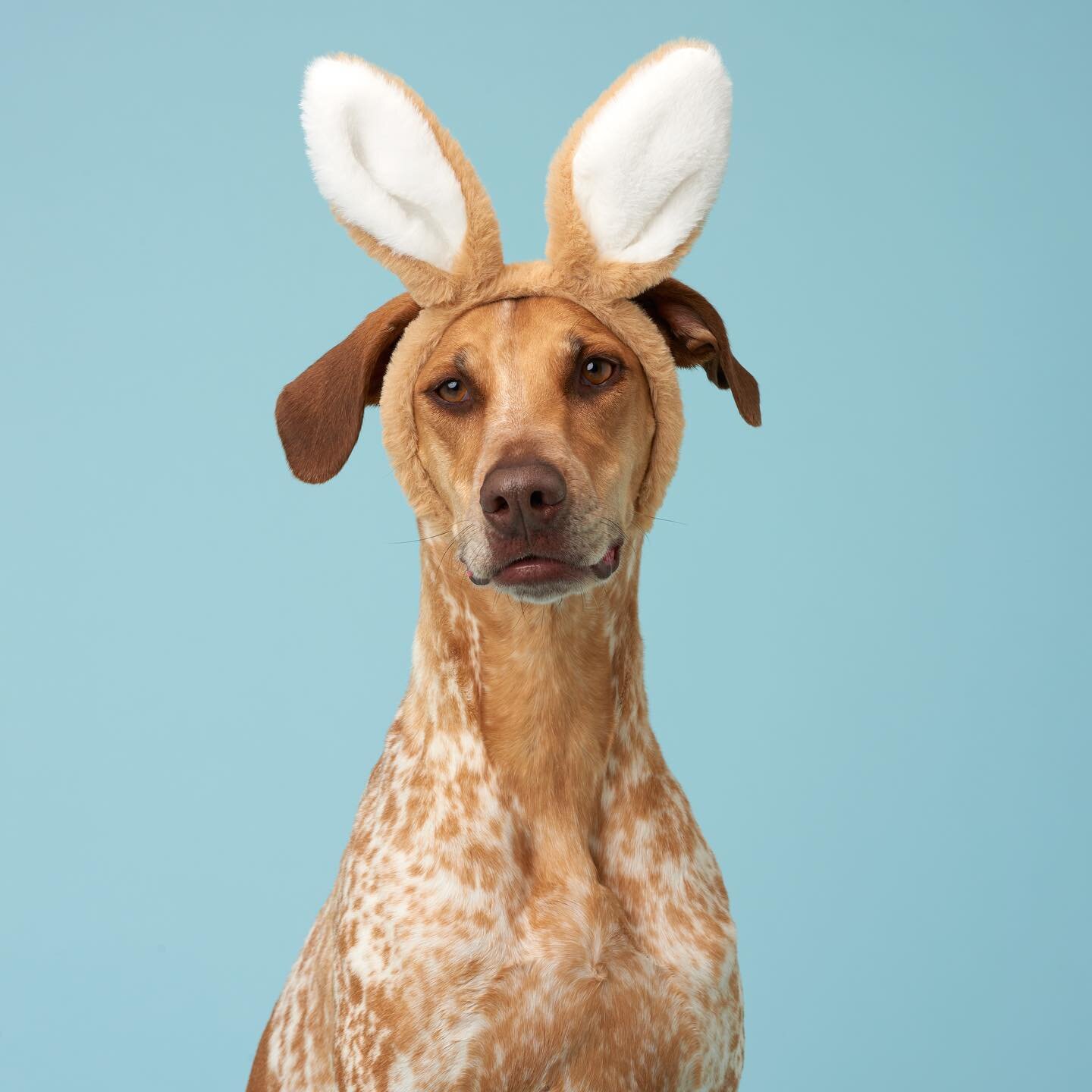 🐰👀 Easter is coming&hellip;. 

#easter #nochocolatefordogs #bunnydog #easterbunny #dogstudioportrait #nikon #broncolor