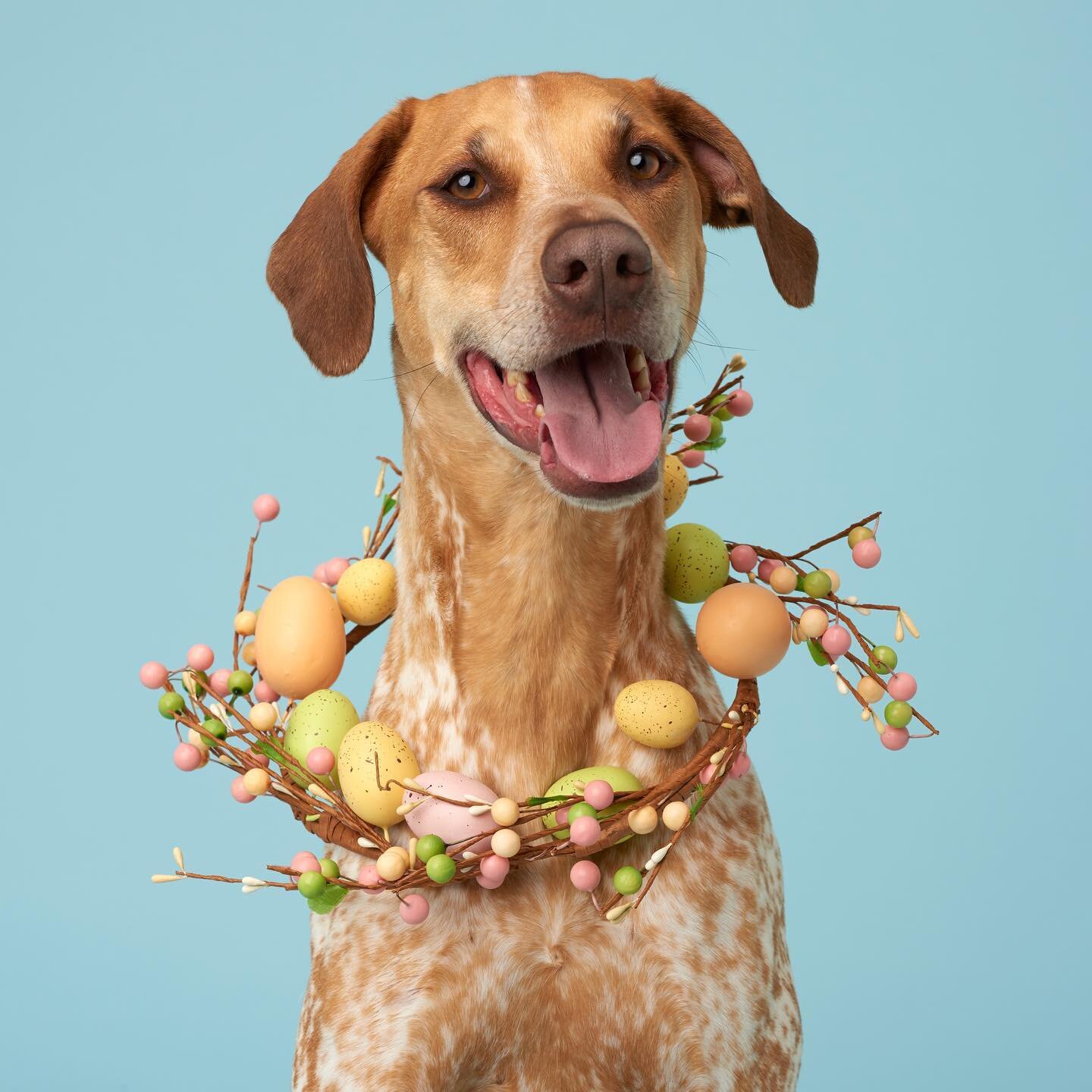 Wishing everyone an egg-cellent day! 🐣
Hoppy Easter! 🐰

#happyeaster #donteatchocolatepuppers #choosecarrotsnotchocolate #dogstudioportrait #nikon #broncolor