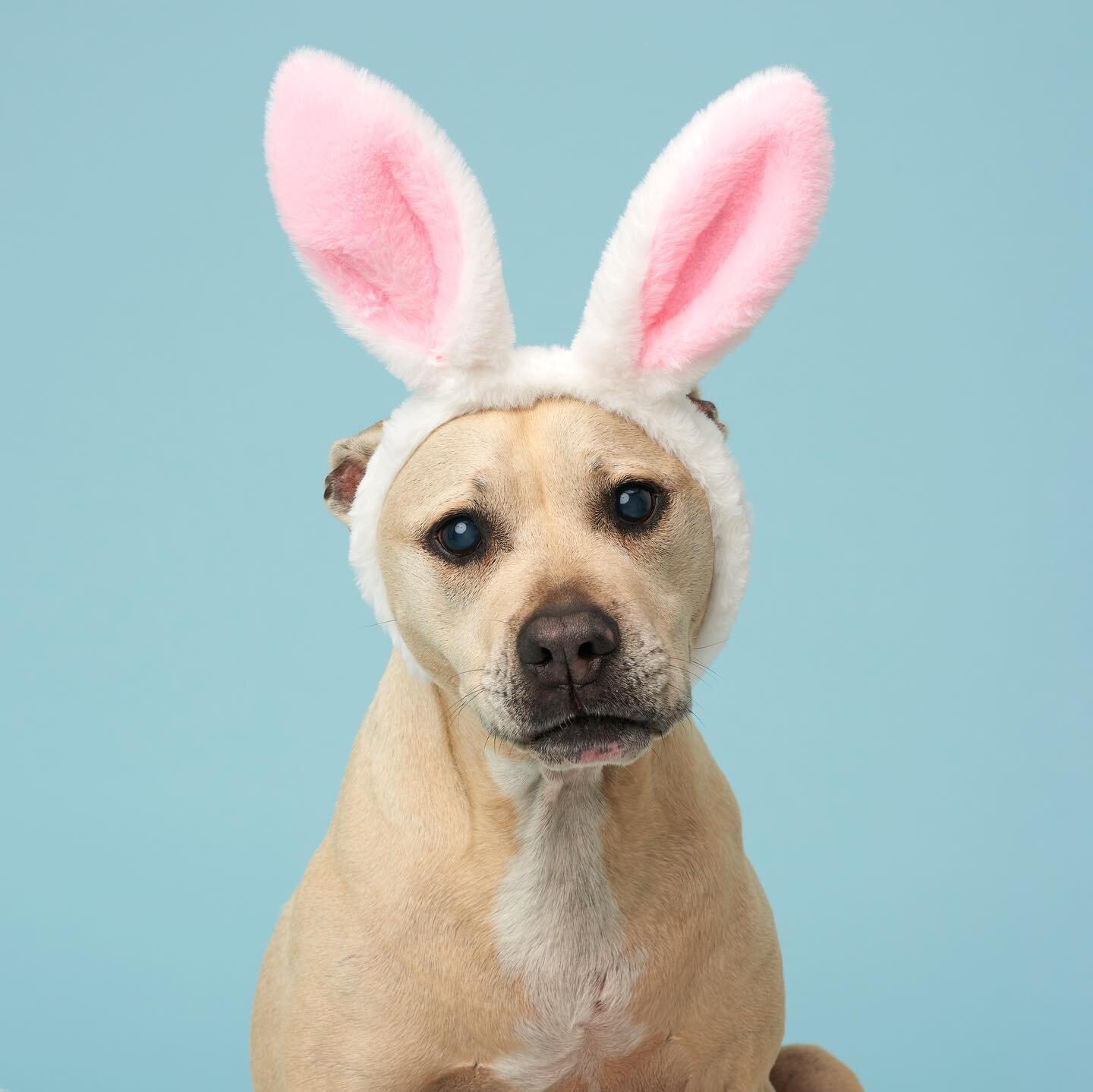 That post Easter treats smile&hellip; 🥕

#shedidntgetchocolate #bunnystaffy #somebunnylovesyou #nikon #broncolor