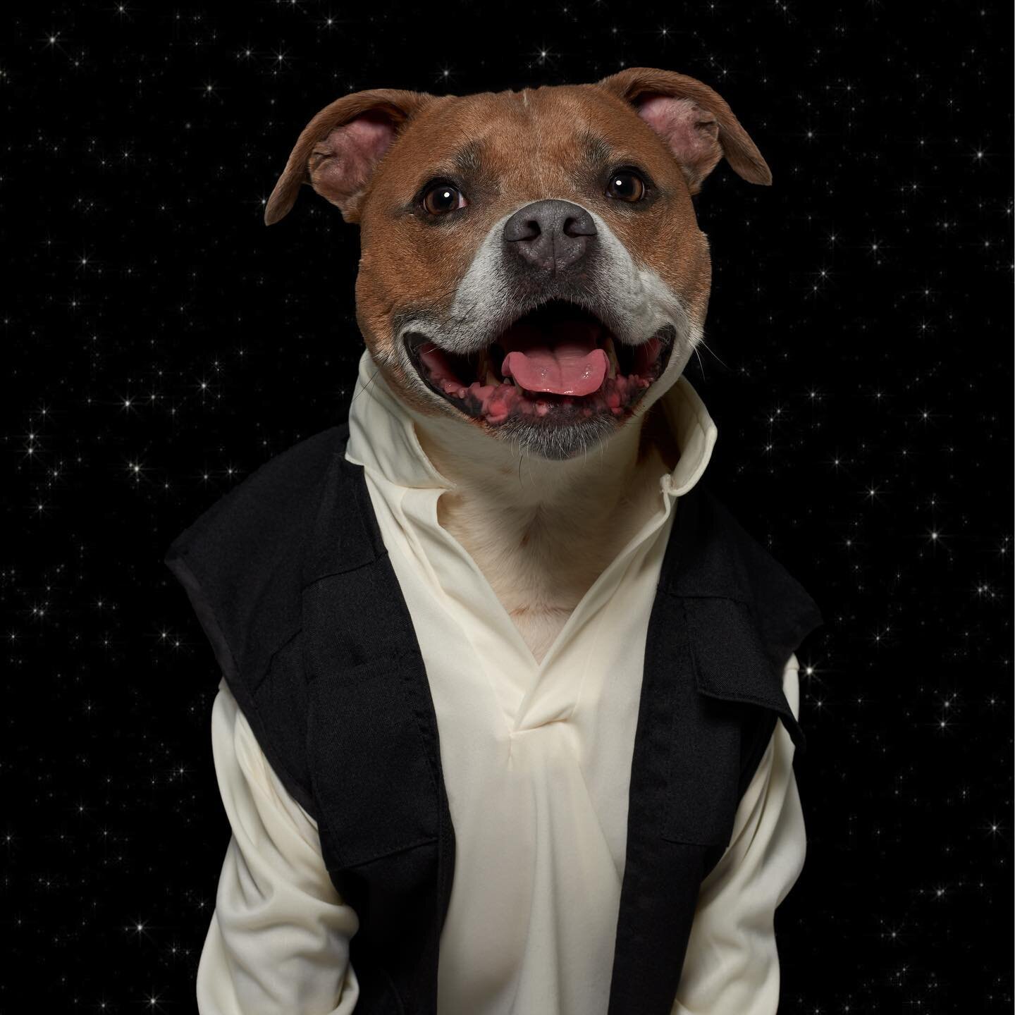 Han Julo 
&lsquo;That's a good story. I think you just can't bear to let a goodest boy like me out of your sight.&rsquo;

May the Pawth be with you

#maythefourth #maythepawth #starwars #obiwan #nikon #broncolor