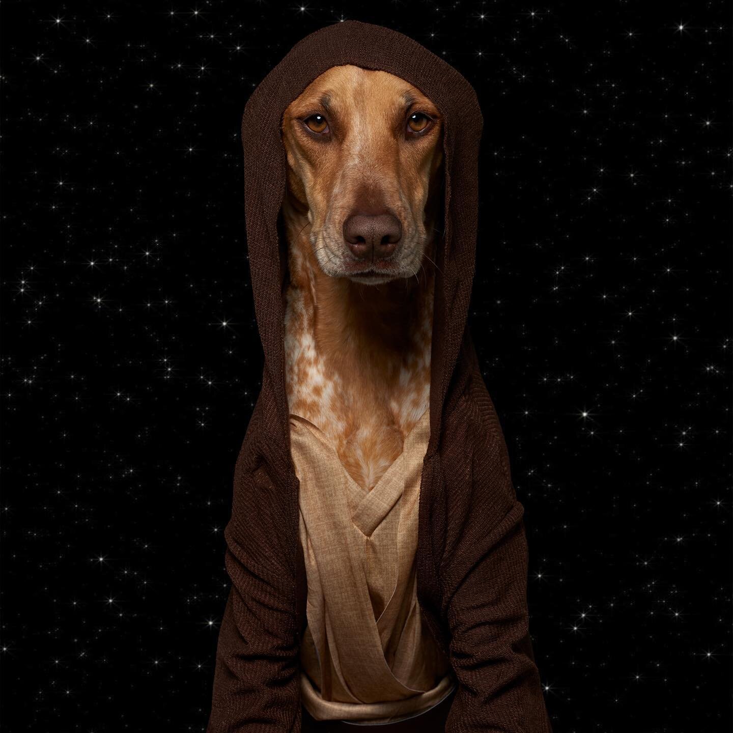 Ludi-Wan Boneobi
&lsquo;These are not the treatos you&rsquo;re looking for&hellip;&rsquo;

May the Pawth be with you

#maythefourth #maythepawth #starwars #obiwan #nikon #broncolor