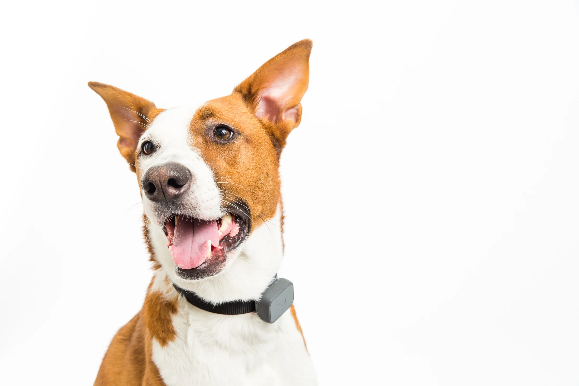 whistle-3-dog-wearing-device.jpg