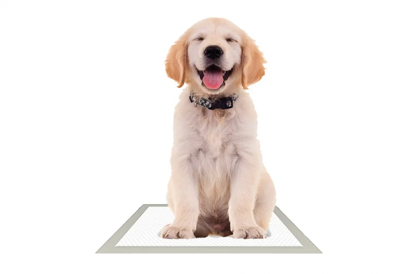 BambooTrainingPads-c17c7341.jpeg