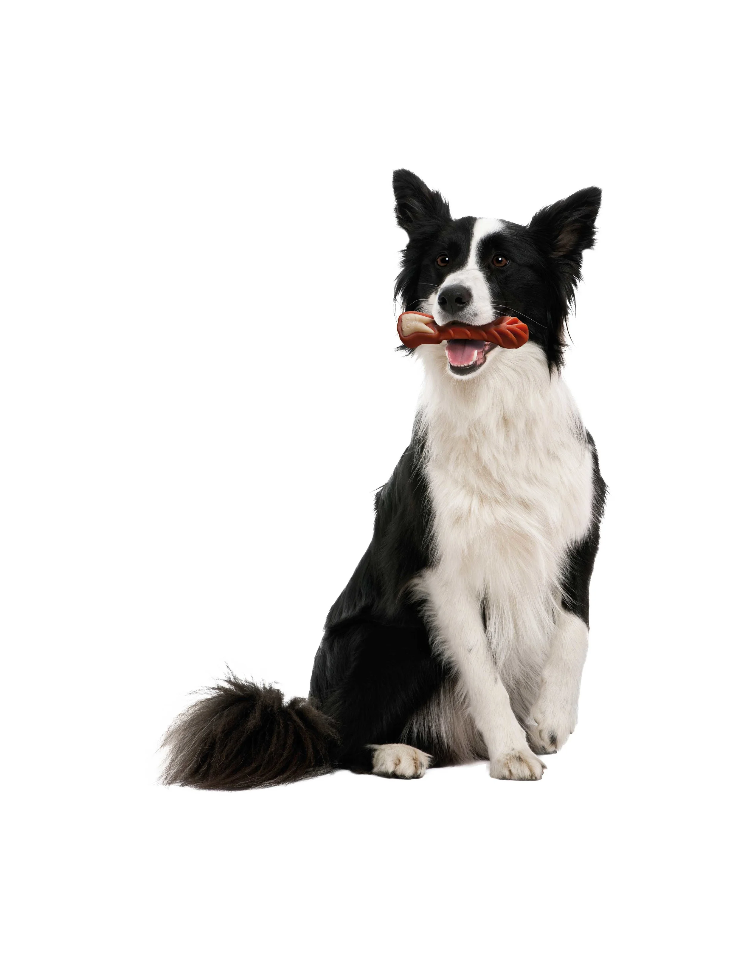 Collie-brushzees.jpg