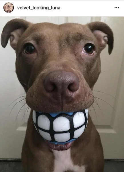 dawg-grillz-ball-velvet-luna_23b9564d-6316-42df-aec7-04f8077e55c1_grande.jpg
