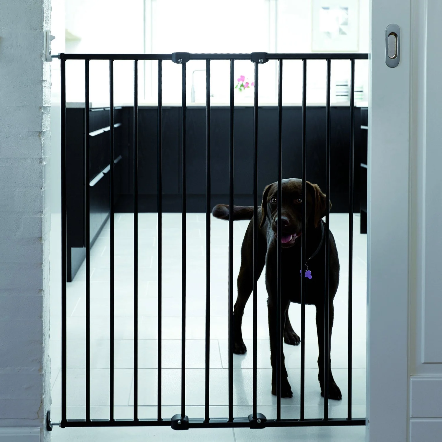 wall mounted pet gate