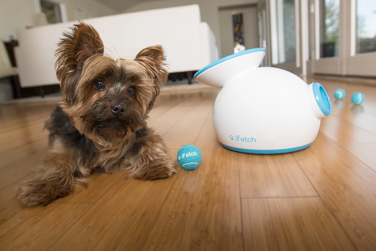 Harry-with-iFetch-and-balls-72-resolution.jpg