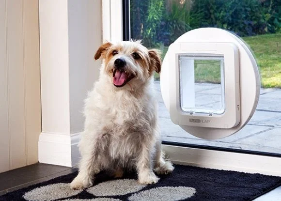 modern dog door