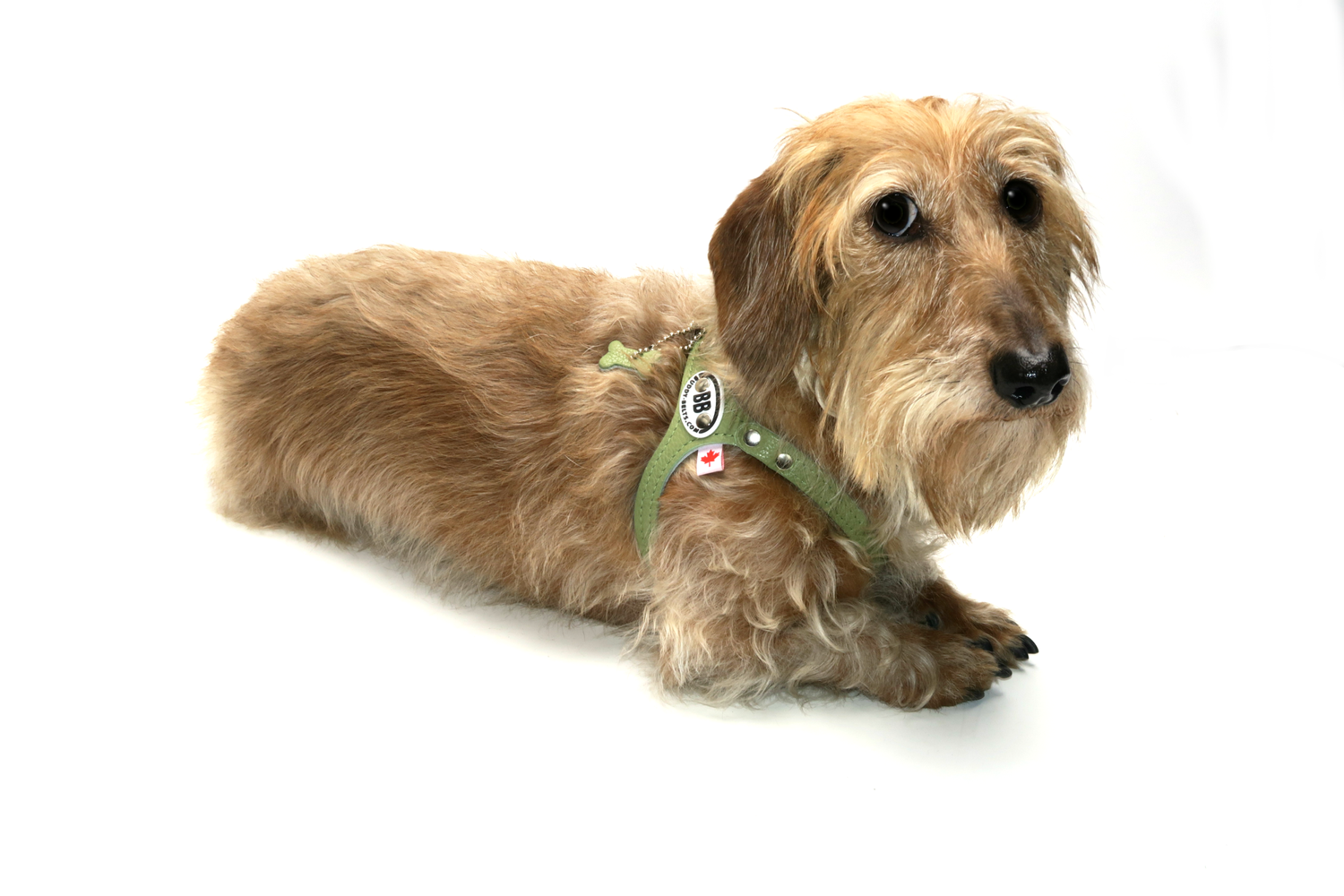Buddy Belts Harness — shop.moderndogmagazine.com Modern Dog Shop