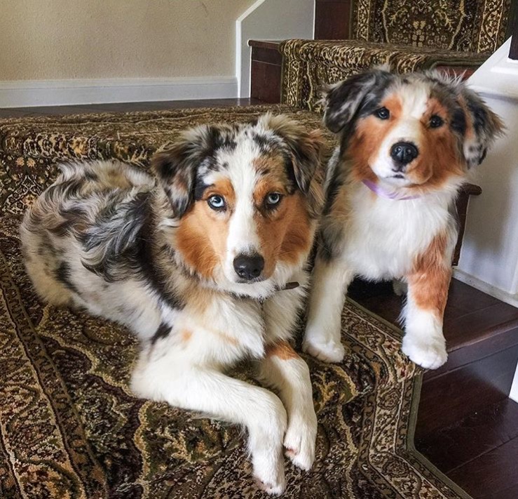 The Original Plush Cuddle Clone — Modern Dog Shop The Original Plush Cuddle Clone — Modern Dog Shop