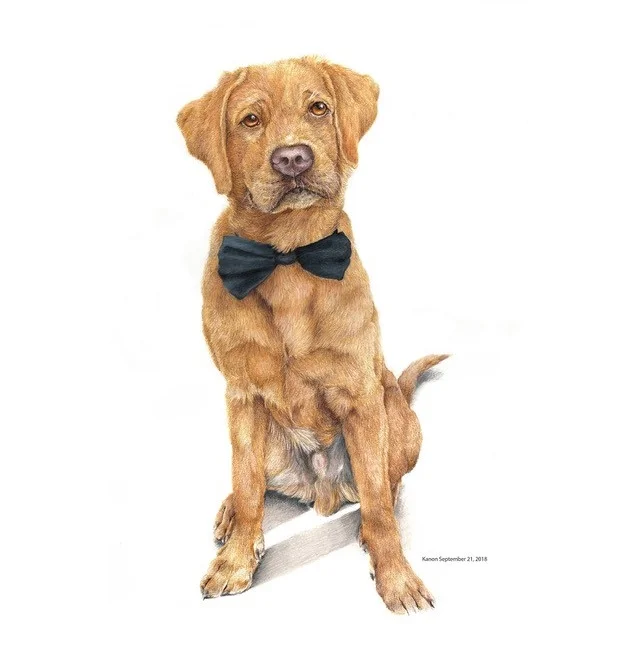 Pet Portraits — Modern Dog Shop