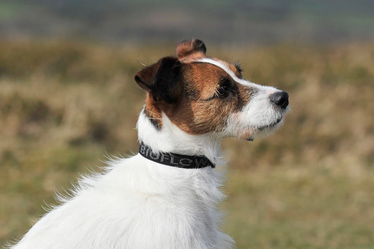 therapy dog collar