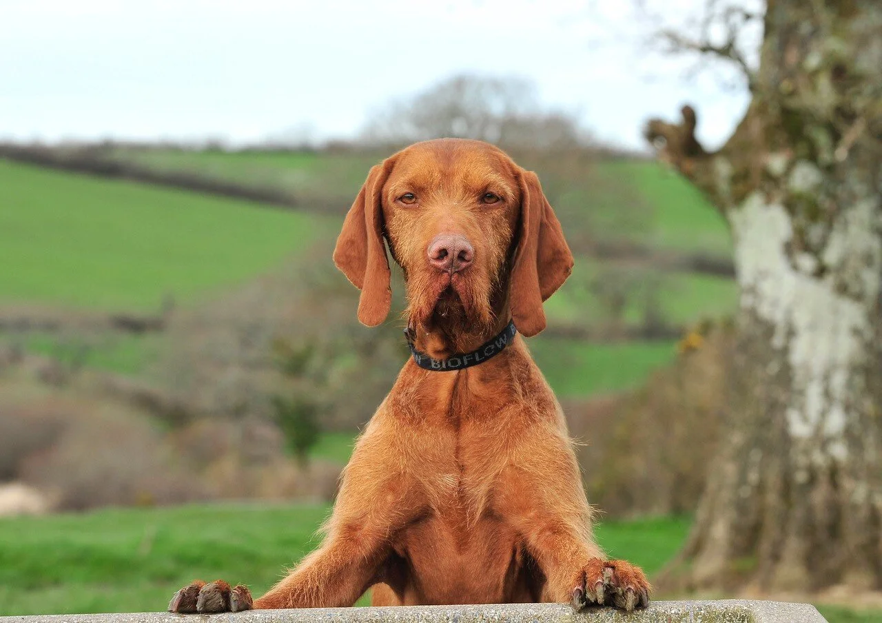Bioflow Therapy Dog Collar — Modern Dog Shop