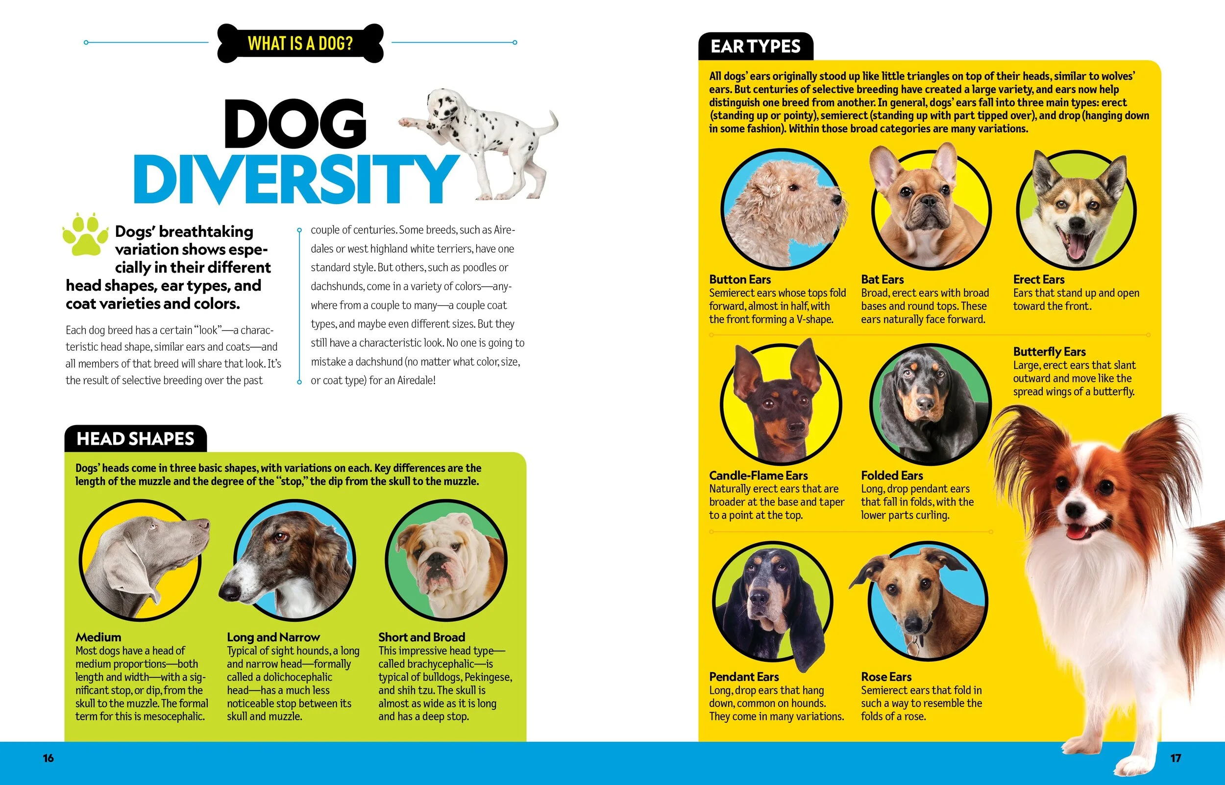 National Geographic Kids Dog Breed Guide —