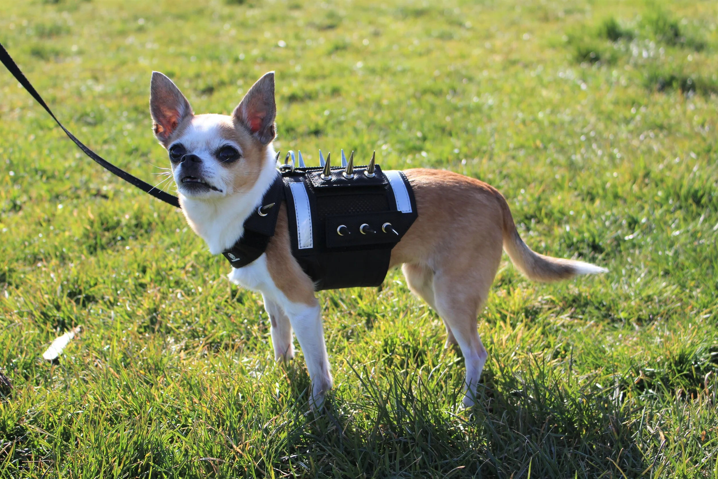 protective harness for dogs