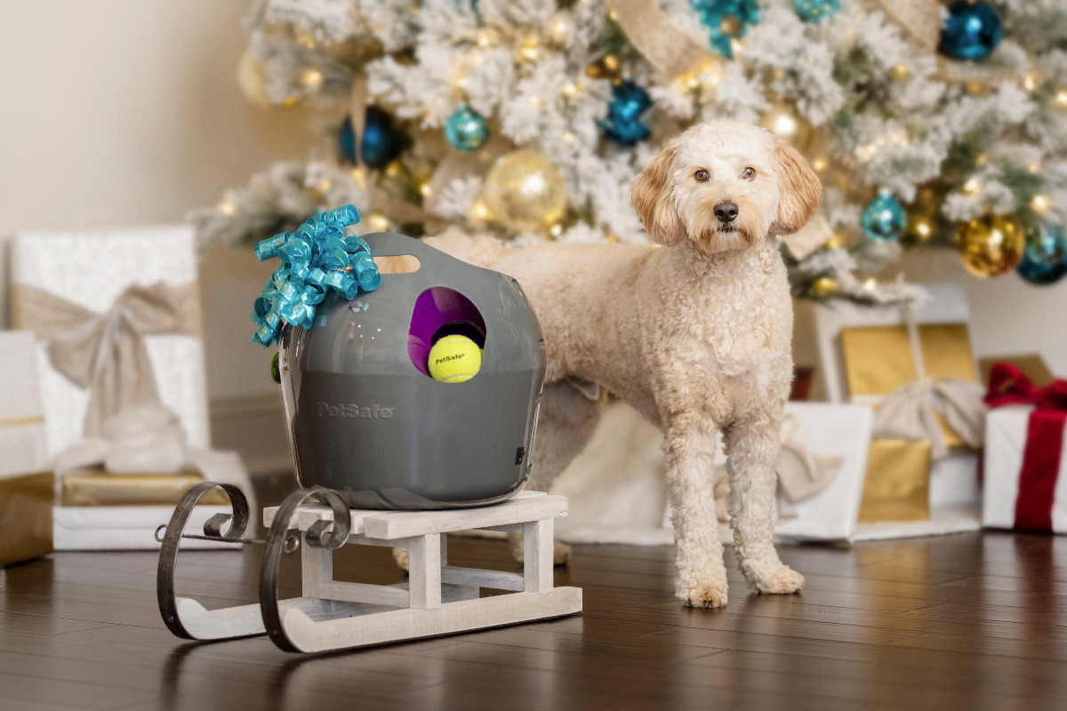 petsafe automatic ball launcher