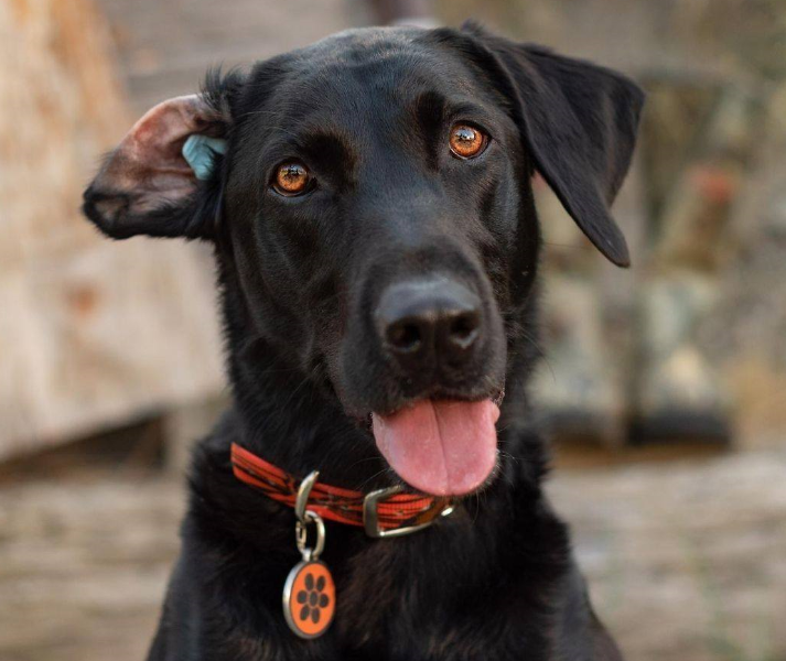 CrittEar Earplugs for Dogs — Modern Dog Shop