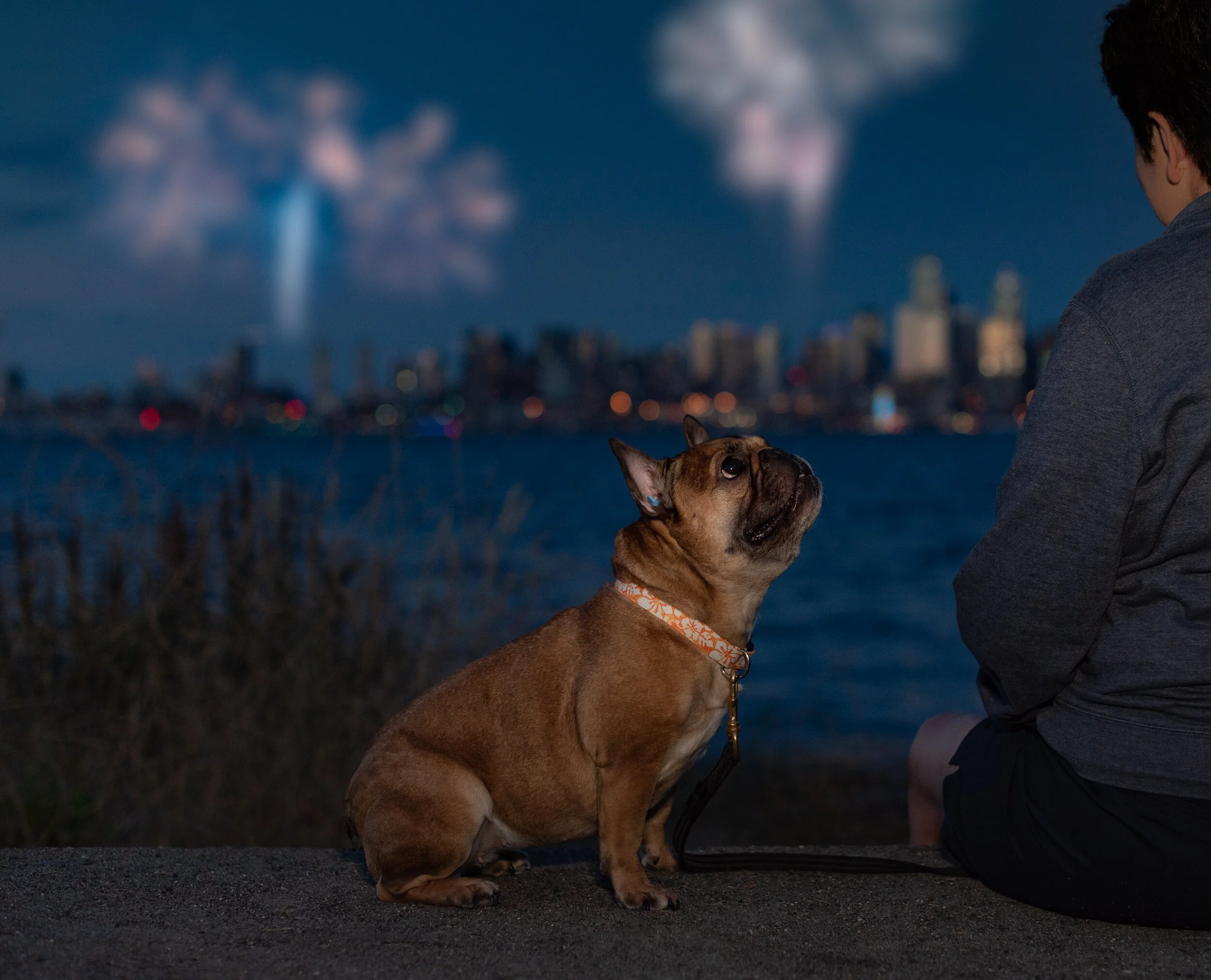 CrittEar Earplugs for Dogs — Modern Dog Shop