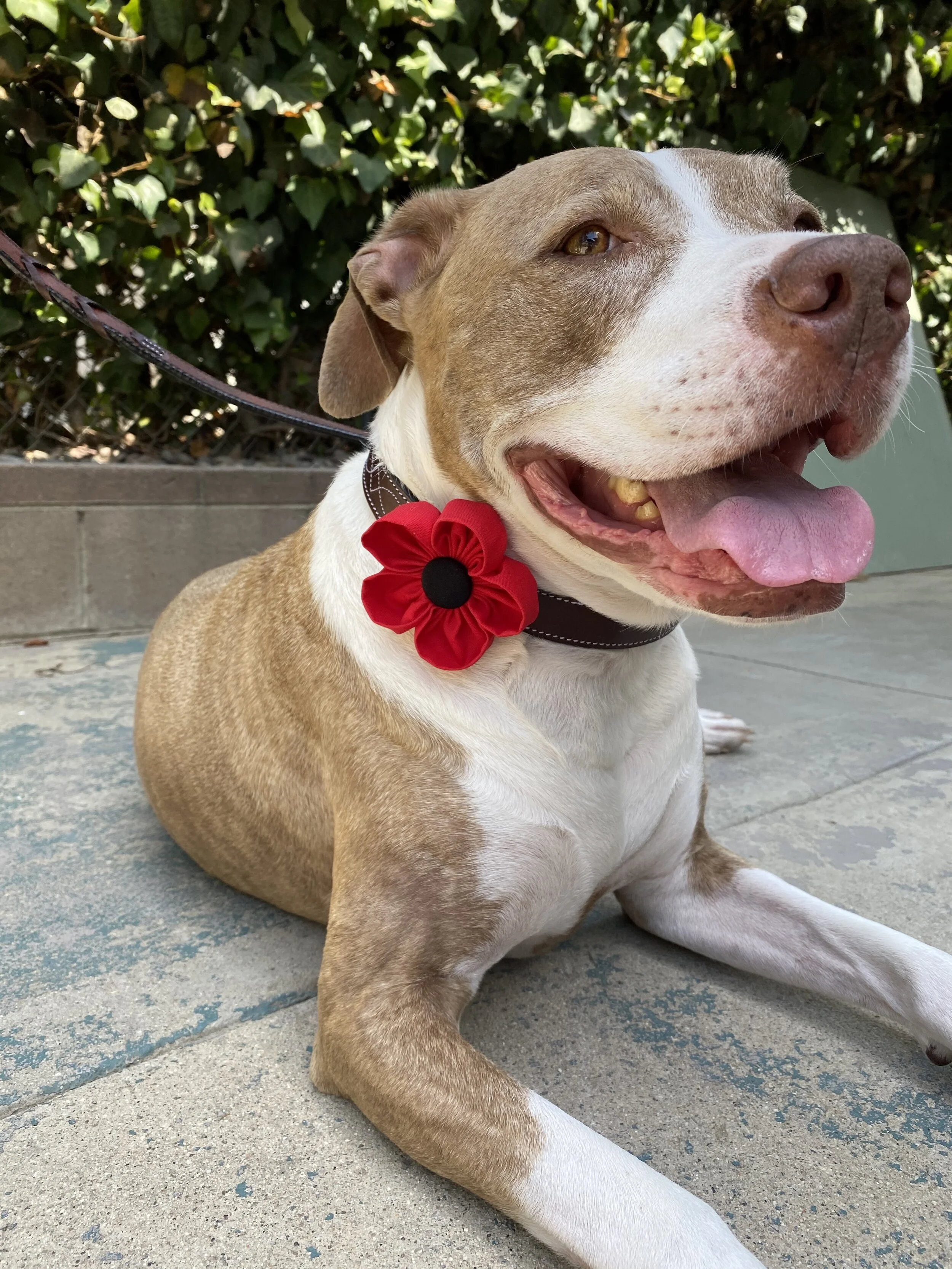 Darcy's Canine Designs Red Poppy Dog Collar Flower — shop