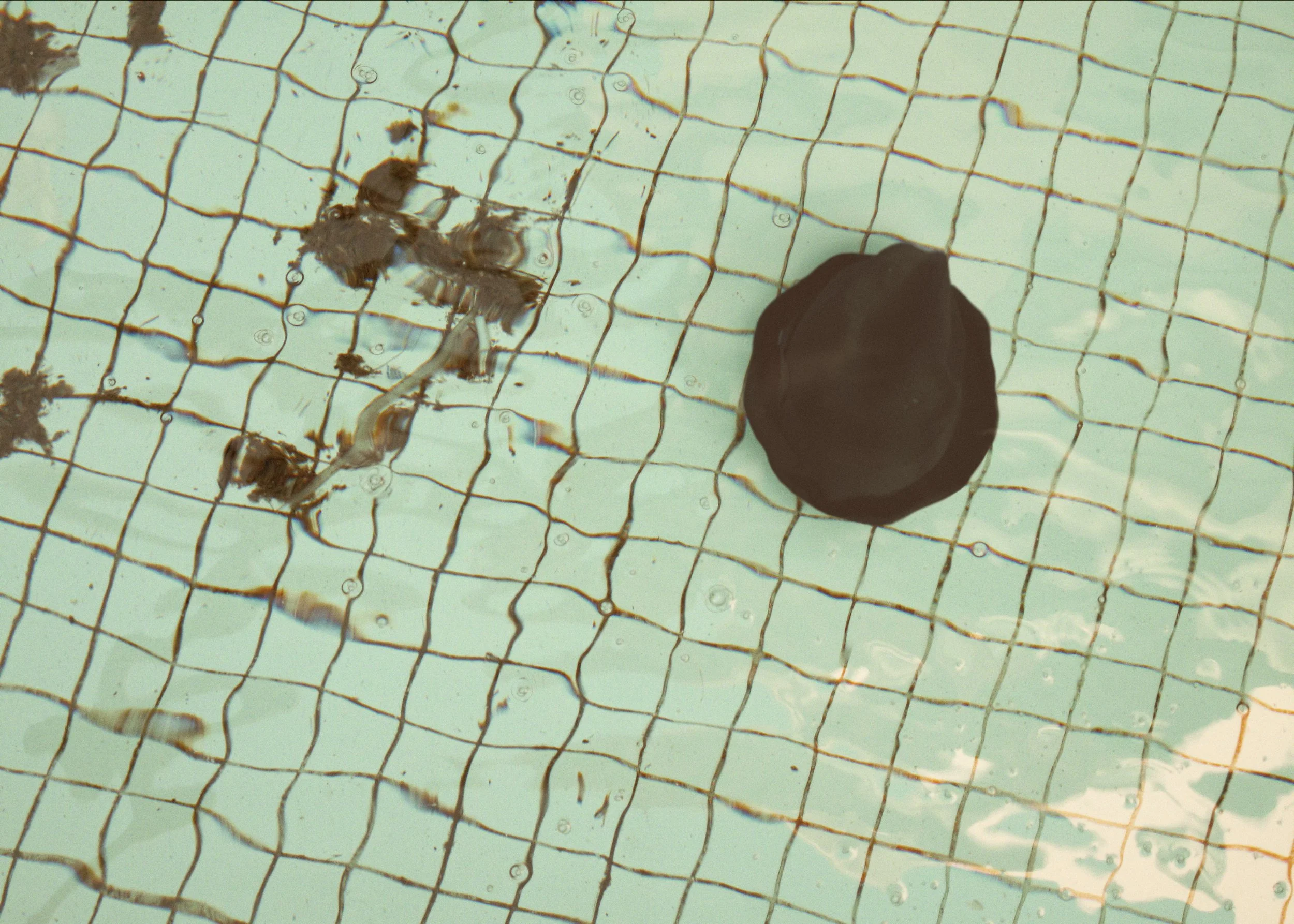 THE SWIMMER