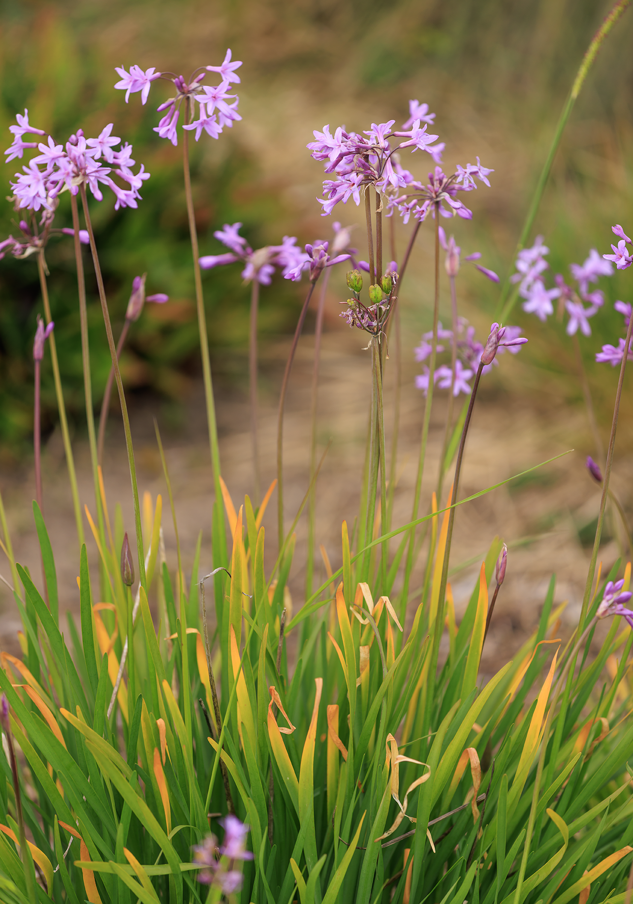 Flower 20263O5A7827.png