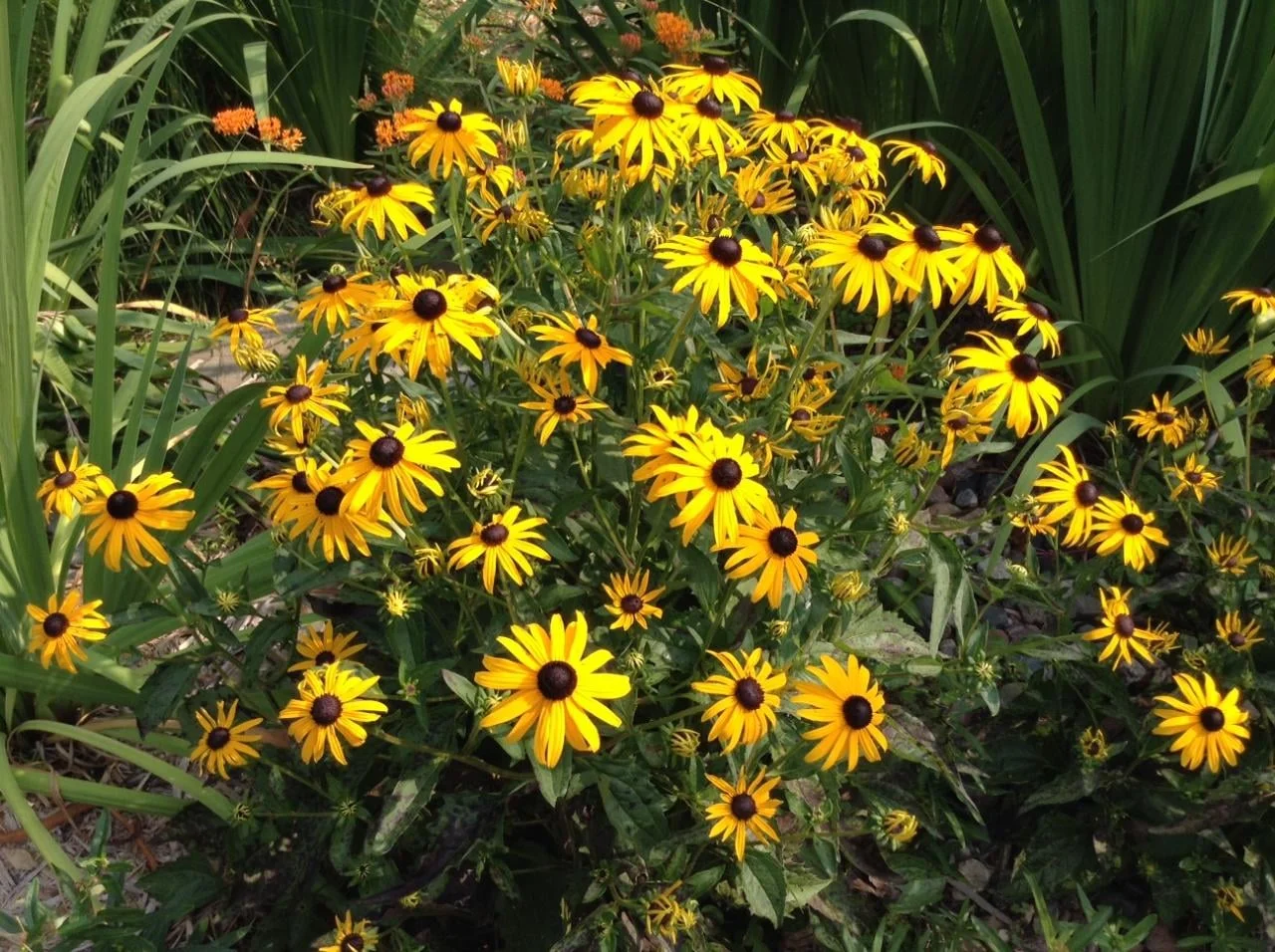 Black-Eyed Susan