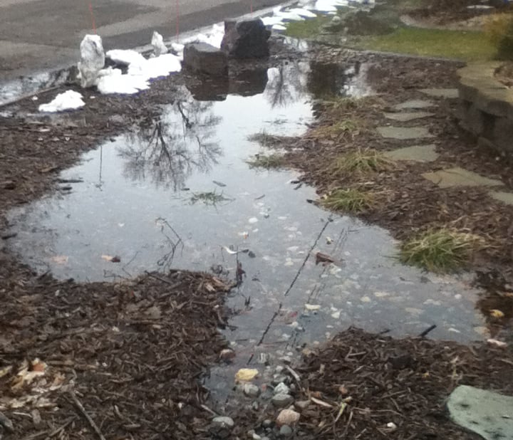 Rain Garden in Spring