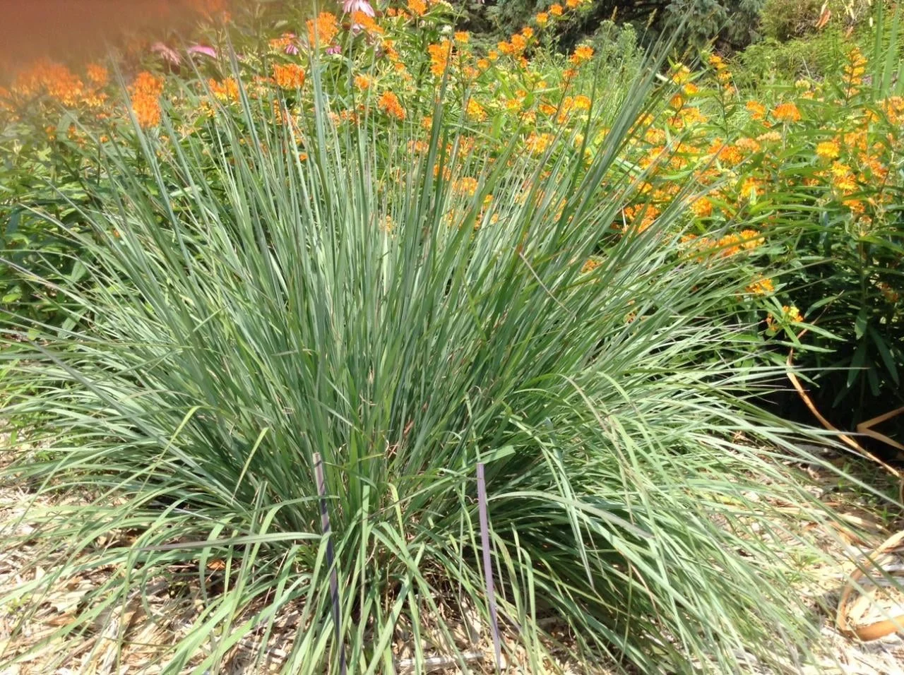 Perennial Grass