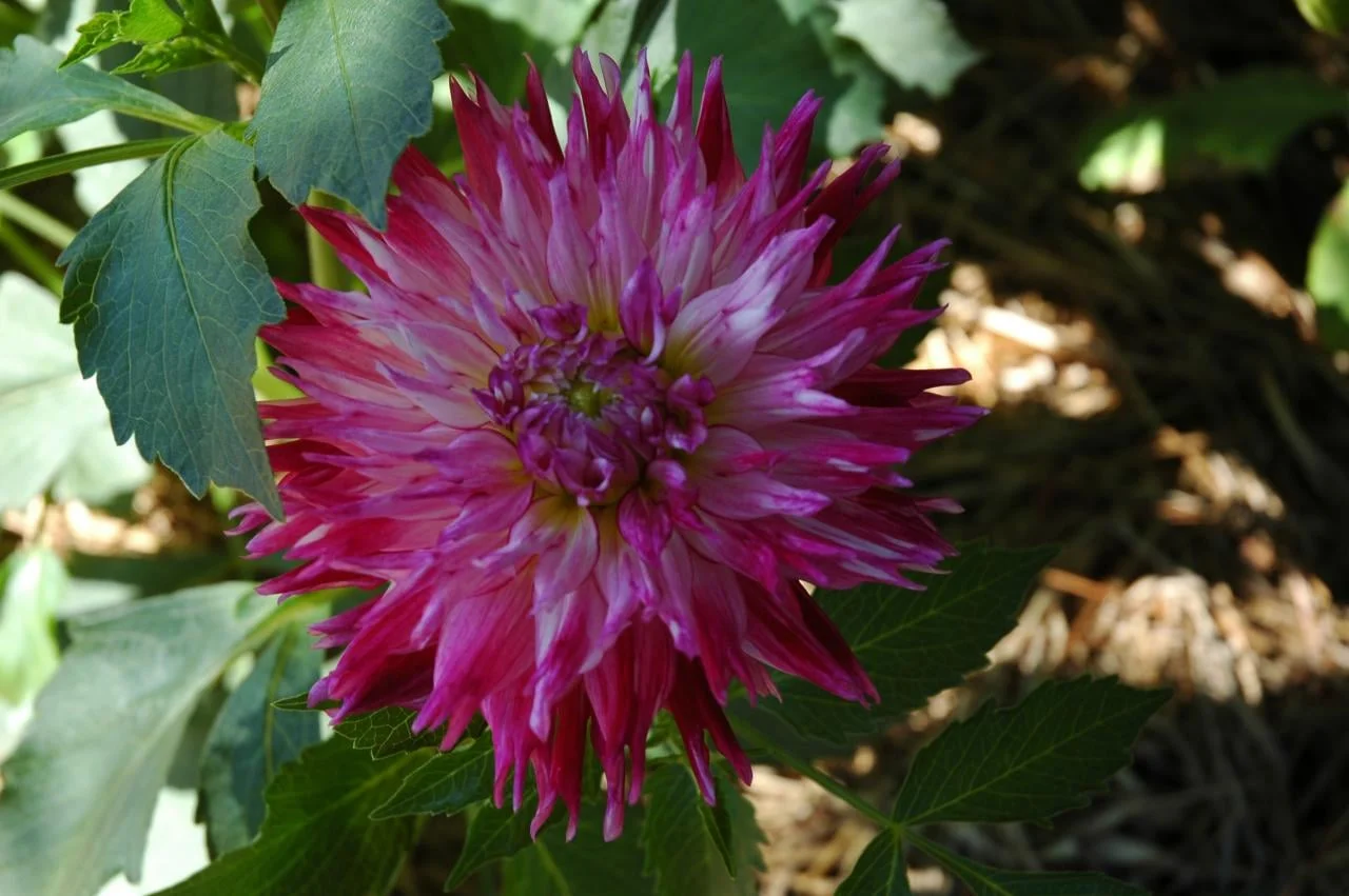 Enchantress (Swan Island): White/fuchsia blend striking color and great for cutting; blooms 5”-6” inches on 4.5’plants.