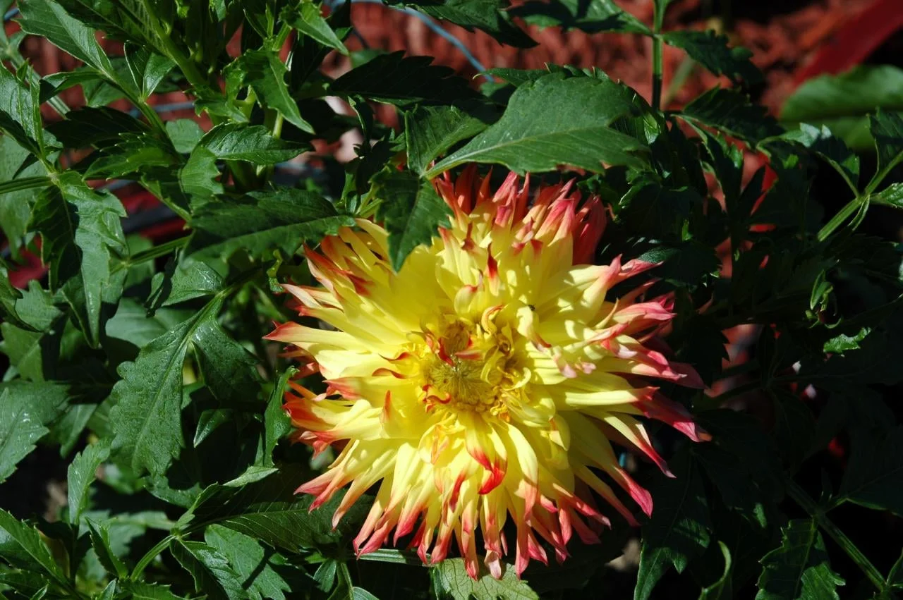 Pineland's Pam (Swan Island): 7” blooms of yellow with orange tips on a 5’ plant.