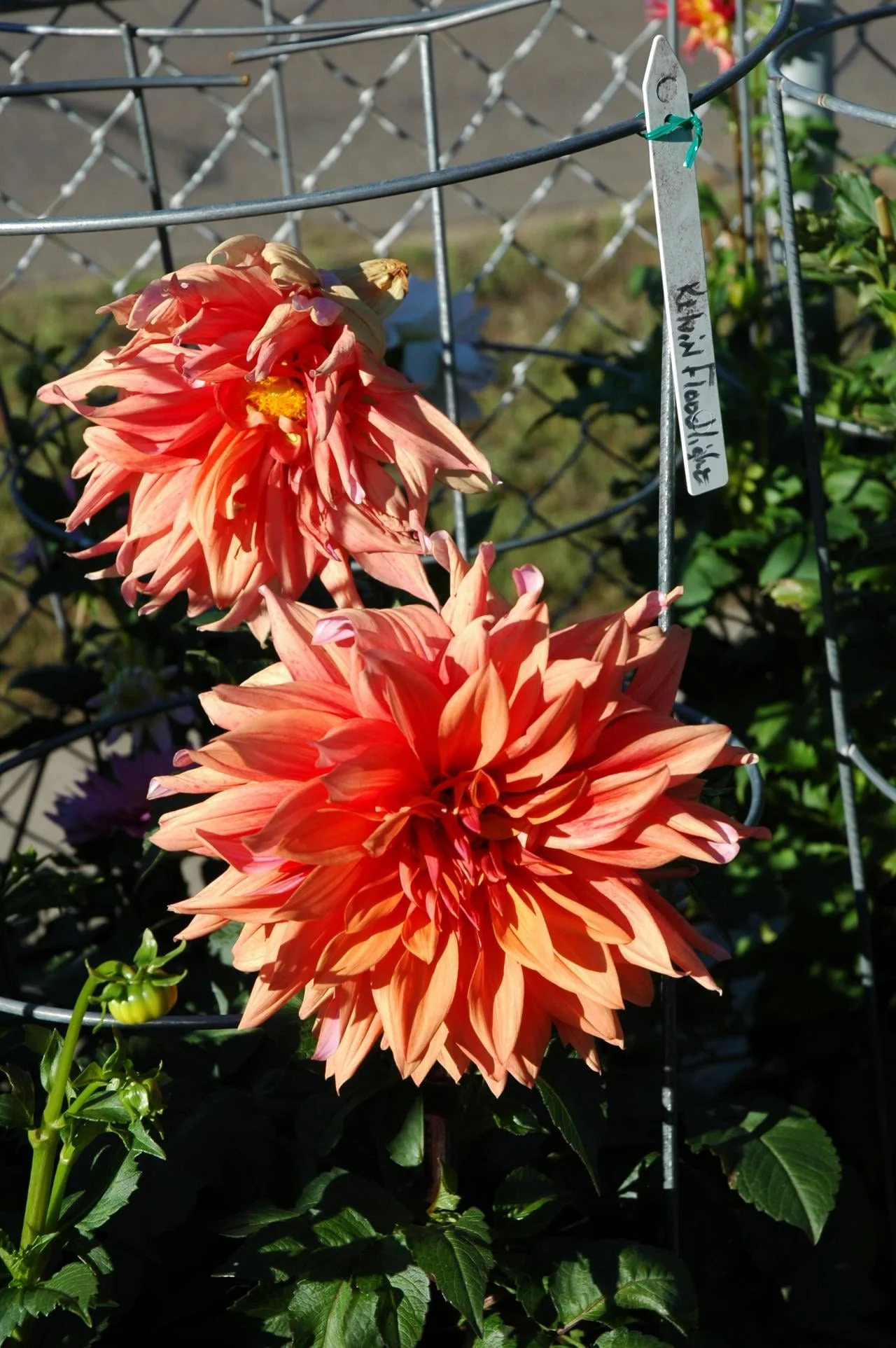 Kelvin Floodlight: Typically has yellow 8”-10” blooms on 4'-5’ plants.