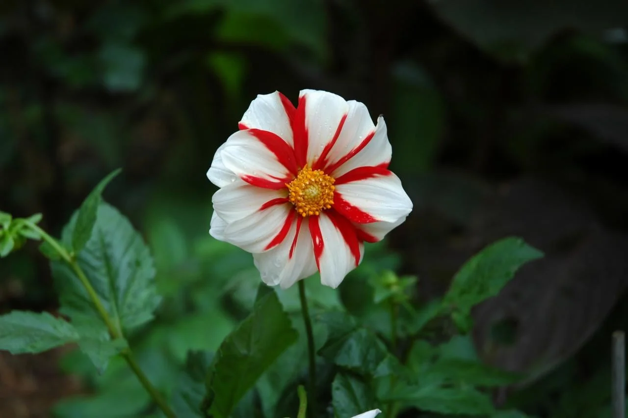 Fire & Ice (VanBloem Gardens): White blooms with red crossing pattern with small, very striking blooms on plants about 3’high.