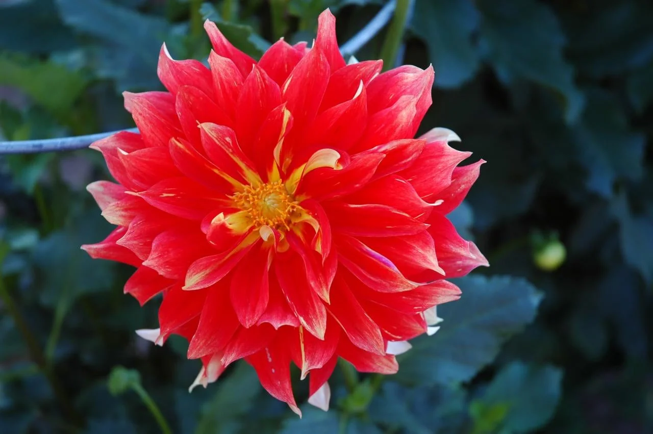 Bodacious (Swan Island):Bright orange red with yellow on edges and underneath; blooms are 11”-12” on plants 4’-5’ high. Great exhibiting flower and award winner.