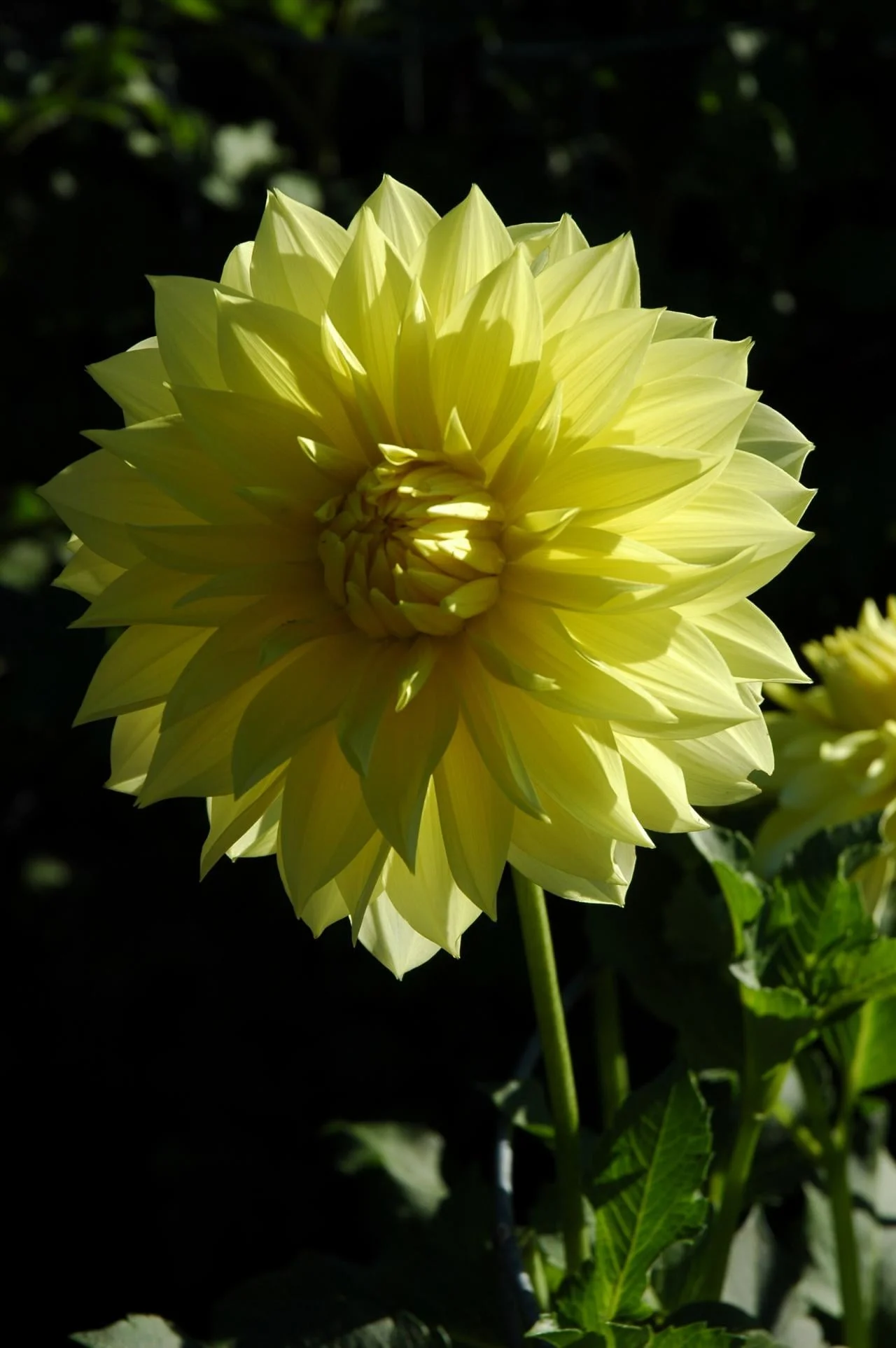 Harvest Moonlight(Swan Island): Yellow blooms about 10” on plants about 4’-5’high.