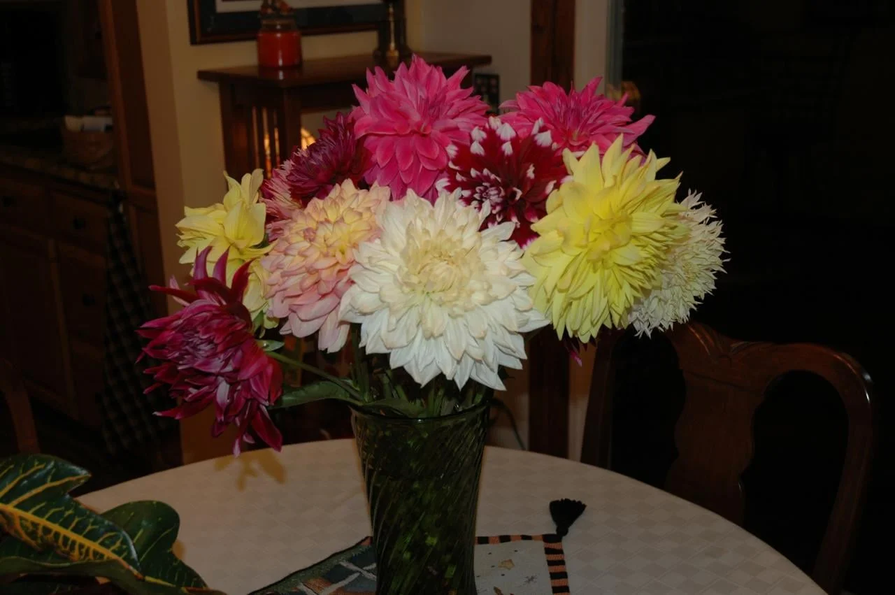 Vase of Dinnerplate dahlias.