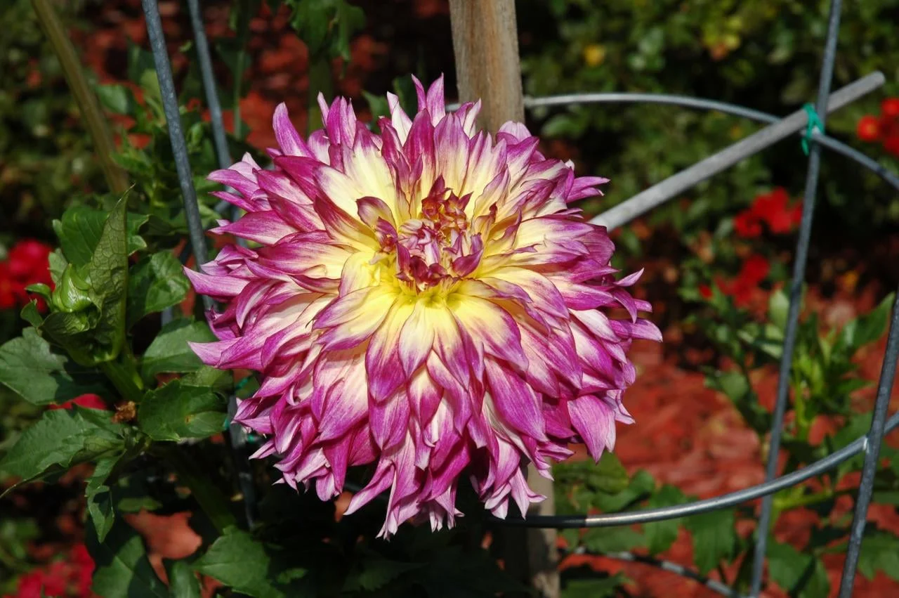 Zoey Rey (Swan Island): Cream color with rose edges; 7” blooms on 5’plants.