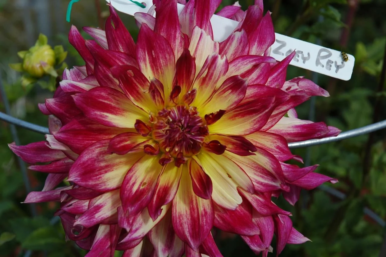 Zoey Rey (Swan Island): Cream color with rose edges; 7” blooms on 5’plants.